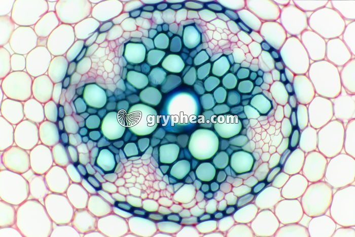 Racine de Renoncule - détail du cylindre central CT x25 - gryphea.com